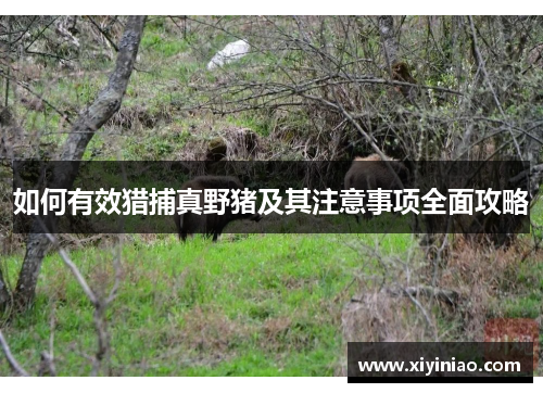 如何有效猎捕真野猪及其注意事项全面攻略