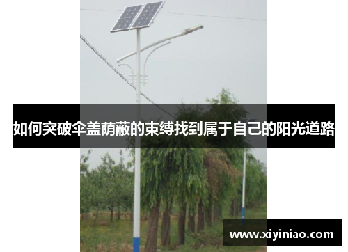 如何突破伞盖荫蔽的束缚找到属于自己的阳光道路